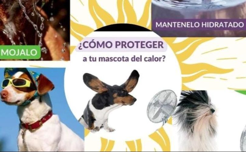 La importancia de una buena hidratación en los animales
