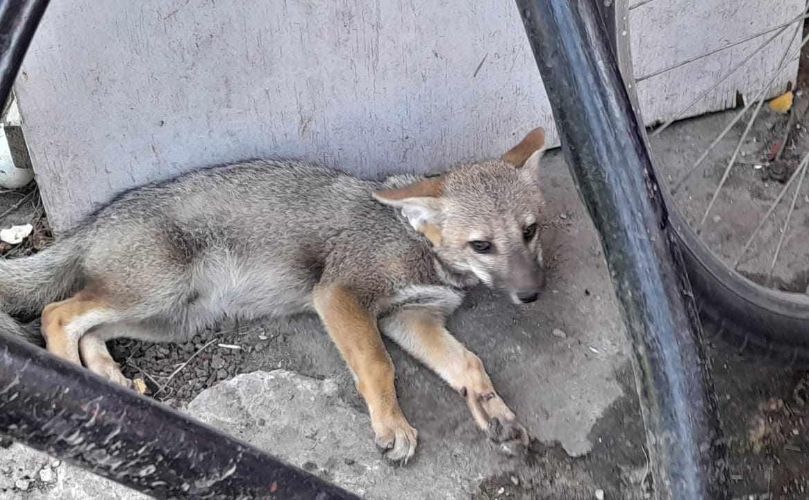 Zorro cachorro, asustado en General Lagos