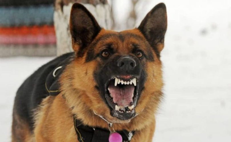 Perro policía rabioso