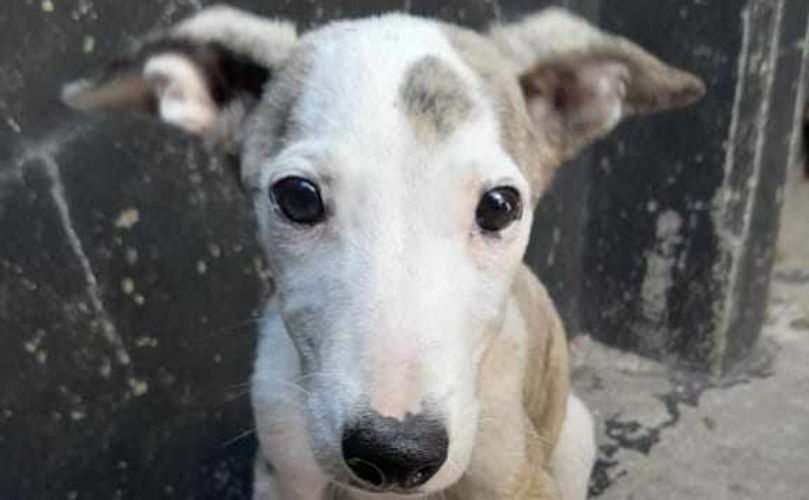 Cachorro galgo en recuperación