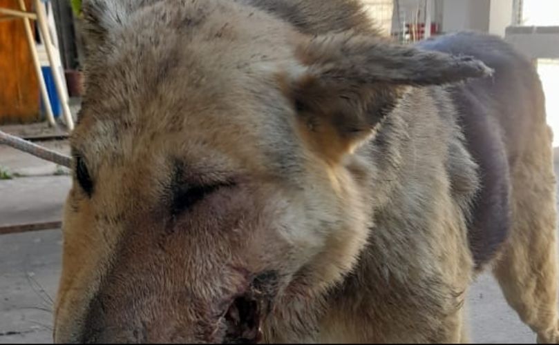 Animal maltratado, como tantos otros