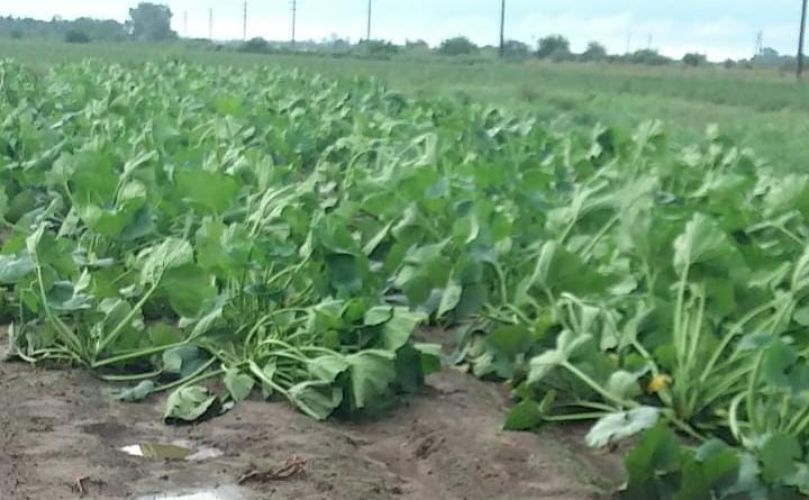 La cosecha abundante del campo que trabaja Juan Manuel Tejerina