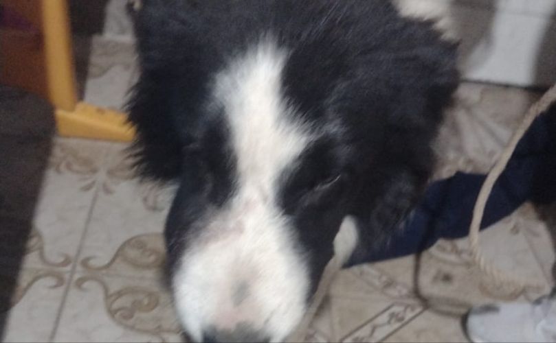 Perrito mordido y rescatado