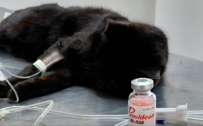 Vacunación antirrábica 