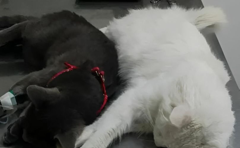 Animalitos siendo castrados 