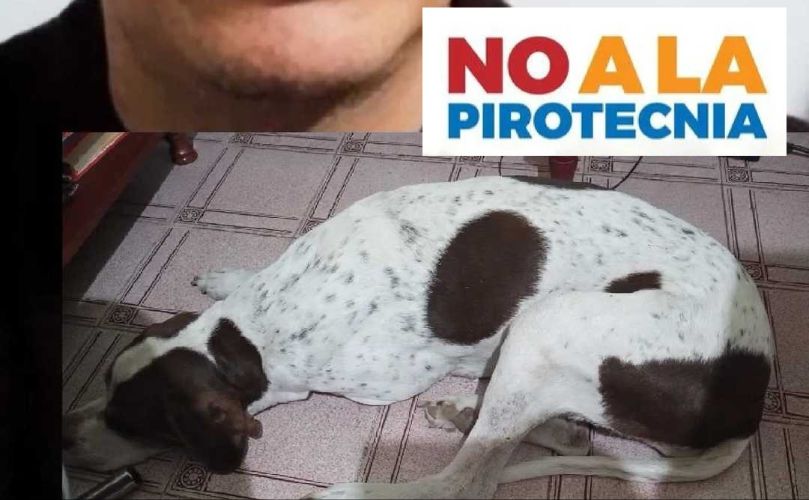 Perro sufriendo por la maldad humana