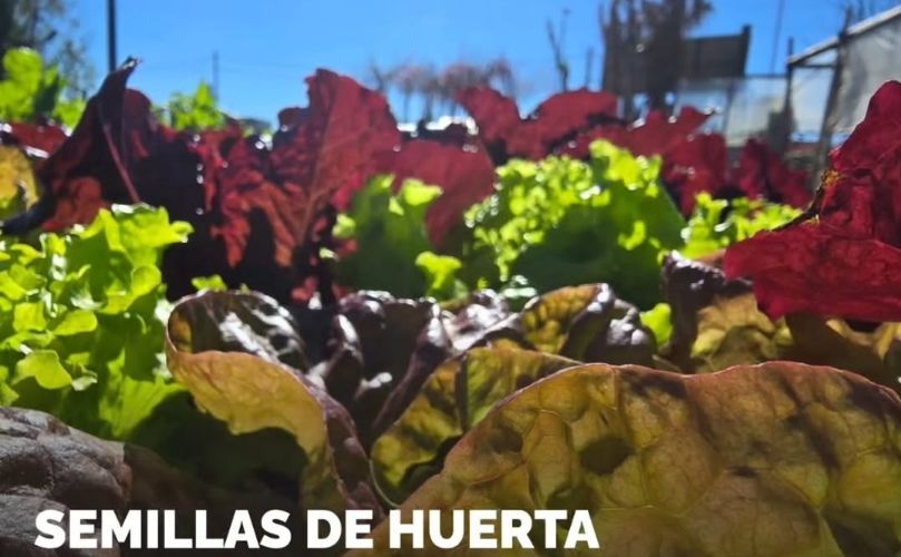 Semillas de huerta en el Vivero 'Estación Verde'