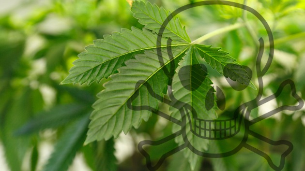 Marihuana