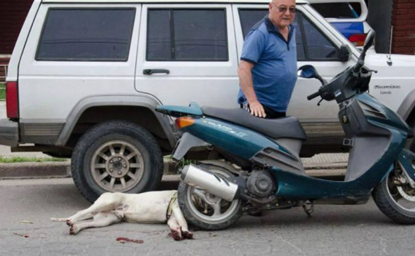  El animal fue puesto bajo cuidado de la Patrulla Ambiental