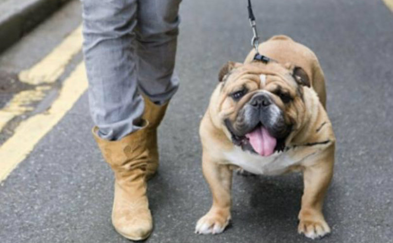 Pasear el perro trae beneficios al corazón.