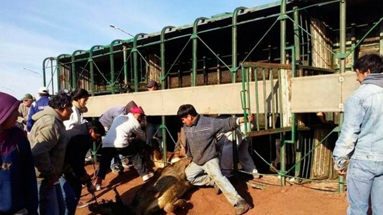 Decenas de personas faenaron y se llevaron más de 20 vacas