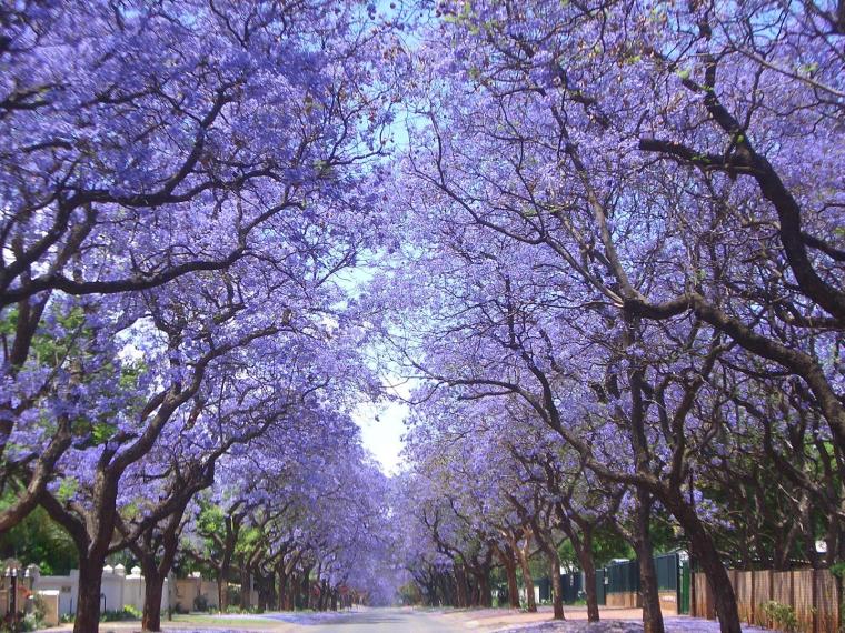 Jacarandá en flor