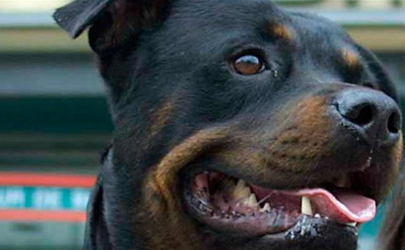 Rottweiler