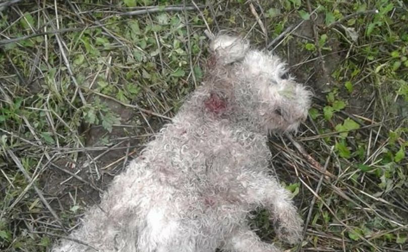 Asi fue hallado el animal