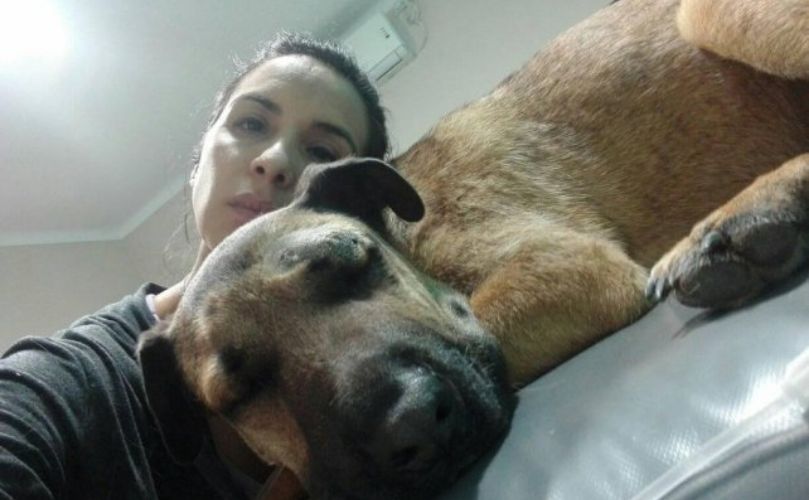 Simón, el perro heroe