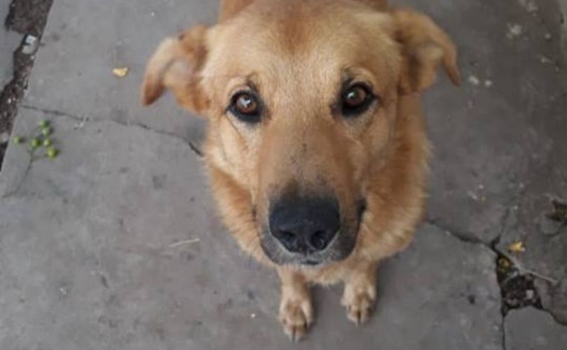 La mascota que frustro el intento de asaltó 