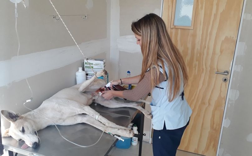Ornella en acción 