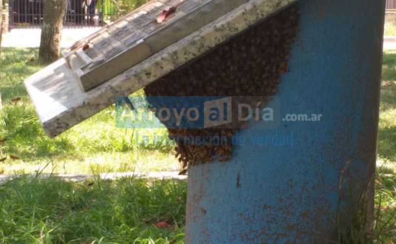 Foto - Arroyo al Día 