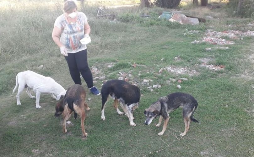 Claudia Persichini alimentando a los perros callejeros