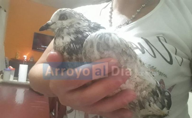 El ave se recupera lentamente 